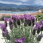 Apartamento Elena Seaview House Argostoli (Kefalonia)