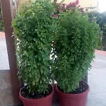 Apartamento Elena Seaview House
