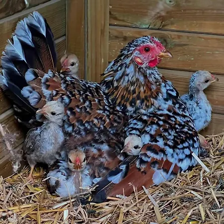 Lägenhet Elena Seaview House Argostoli (Kefalonia)