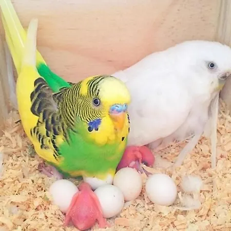 Elena Seaview House * Argostoli (Kefalonia)