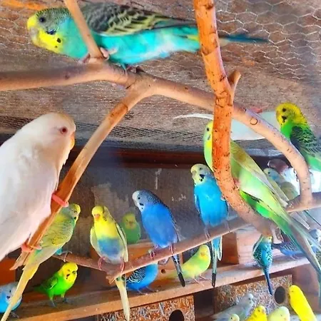 Lägenhet Elena Seaview House