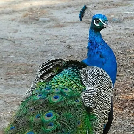 Elena Seaview House Lägenhet