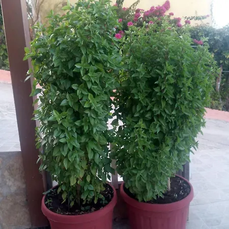 Lägenhet Elena Seaview House