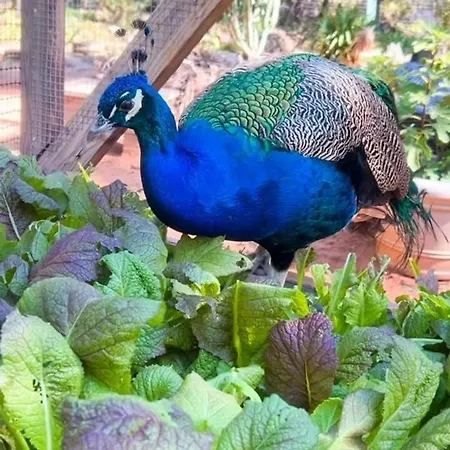 Lägenhet Elena Seaview House *