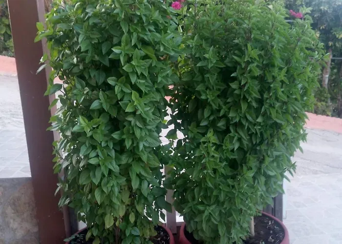 Διαμέρισμα Elena Seaview House