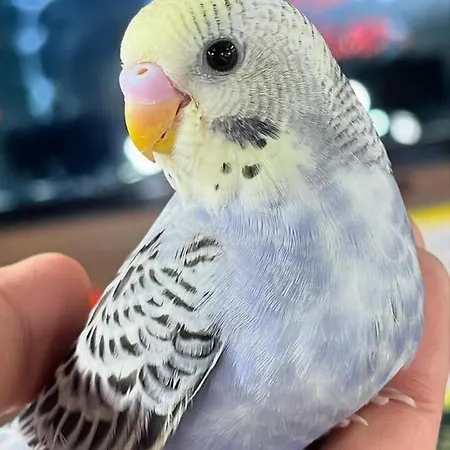 Апартаменты Elena Seaview House Аргостолион